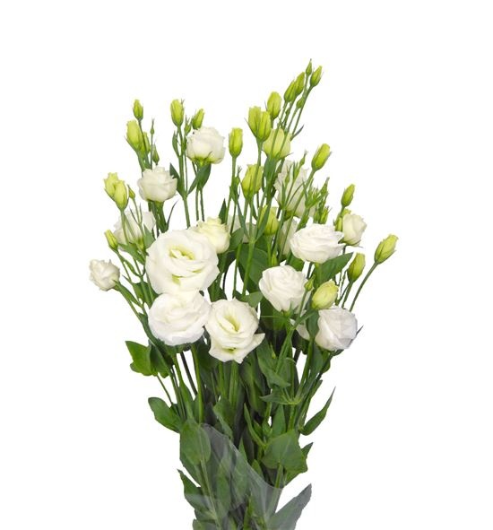 lisianthus-blanco