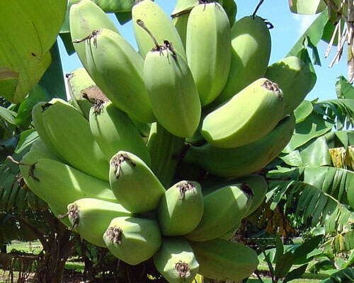 banana-cardaba-de-agristars-(1)c