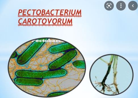 pectobacterium-(1)c