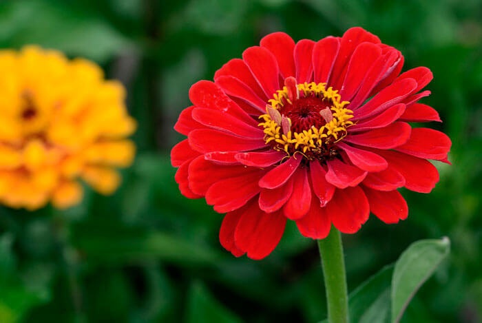 zinnia-flores-de-zinnia-hibrida-(1)c