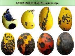 mango-antracnosis-(1)c