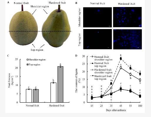 fig-1