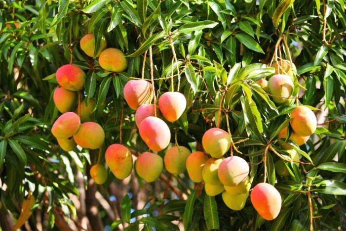 mango-kent-arbol