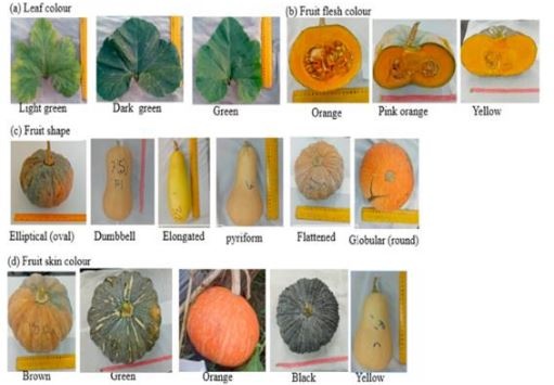 cucurbita-para-uk