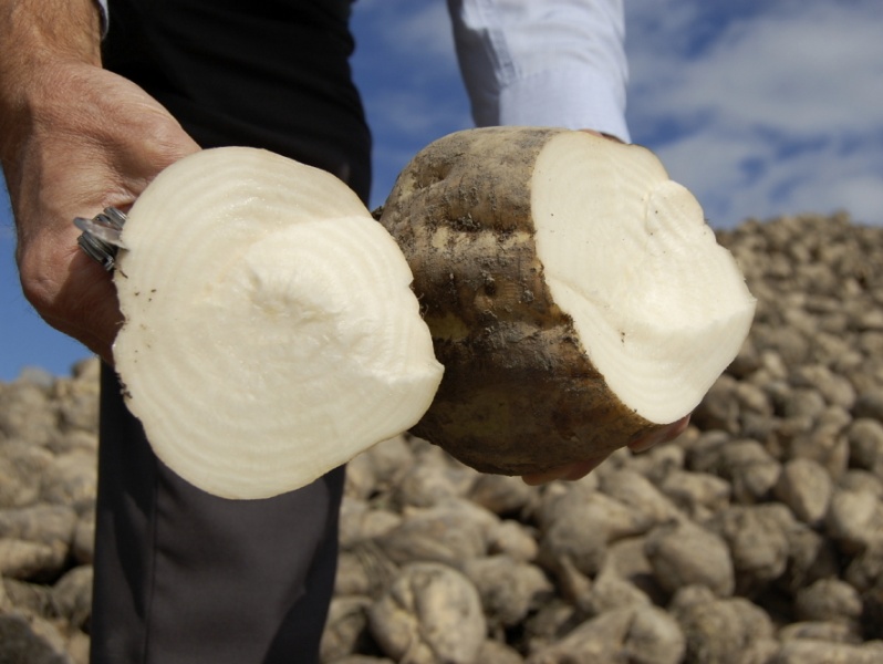 sugarbeet-5ab014455047bcdcef46f9a78e3ec5d58fe3242e