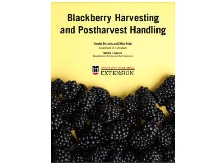 blackberry-harvesting-bueno