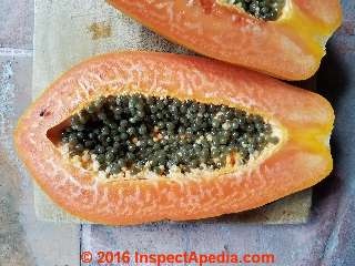 papaya-disease-white-growth-344-djfss