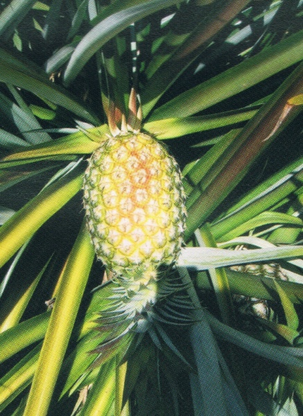 piña-quemado-sol-001-(747x1024)