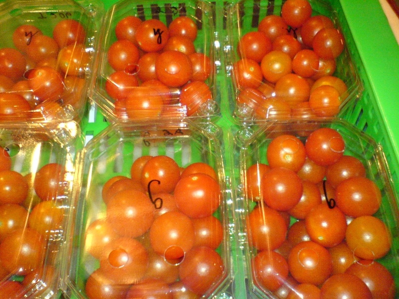 tomates-ca