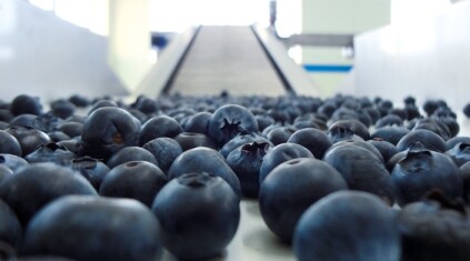 fruit-lines-sorting-blueberries