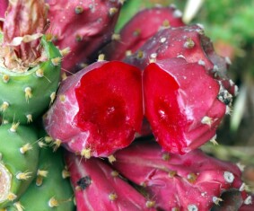 opuntia-elatior-mill