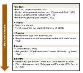 cassava-fig-2