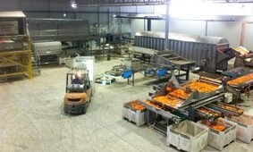 ivankovich-carrot-packhouse.1455704940