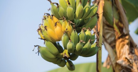 banana-tree-1200x628