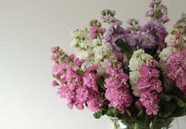 matthiola-iron-de-sakata