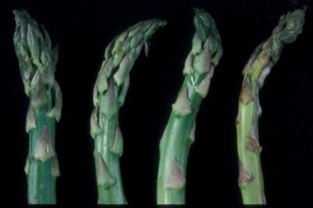 asparagus-soft-rot-tip