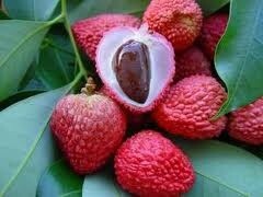 litchi-de-etceter-com