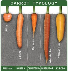 carrottypology-v1