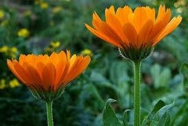 calendula-de-maisonterre