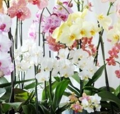 phalaenopsis