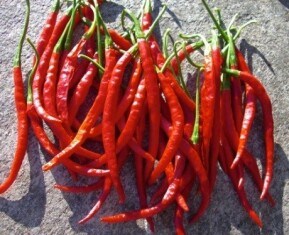 chiles-chile-de-arbol