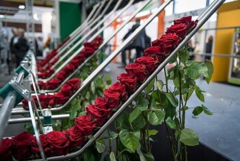 rose-processing