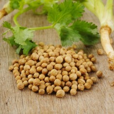 coriander-1024x1024