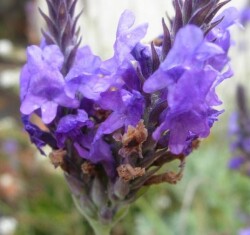 lavanda