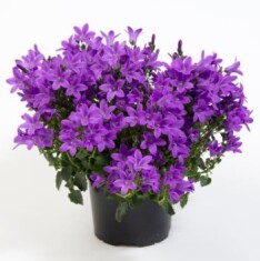 campanula