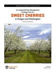 portada-sweetcherries