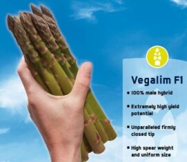 asparagus-vegalim