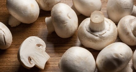 mushroom-blog-featured-mushrooms-20180515