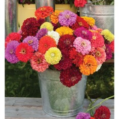 zinnia-01346-01-benarys-giant-mix