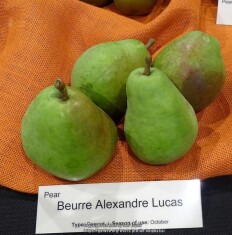 pear-alexander-lucas