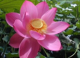 sacred-lotus