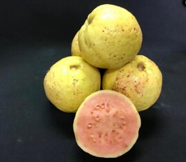 guava-luck