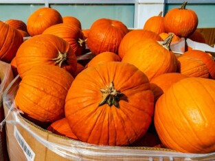 pumpkin-xa-new-disease