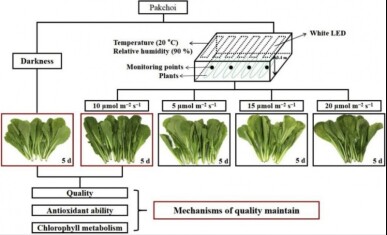 packchoi