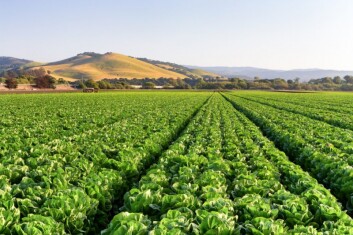 lettuce-field-in-salinas-valley.shutterstock-136704107