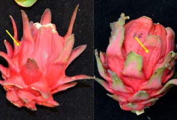 pitahaya-(1)c