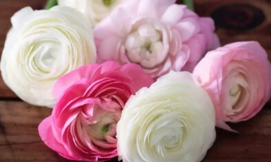 ranunculus-