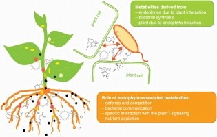 endophytic-bacteria