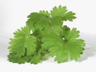 what-is-cilantro-1