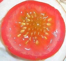 tomato-semillas-wikipedia