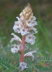 cereza-orobanche-granadanatural